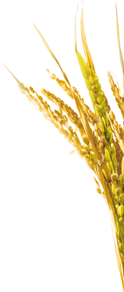Quality wholesale rice grains